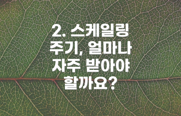 2. 스케일링 주기, 얼마나 자주 받아야 할까요?