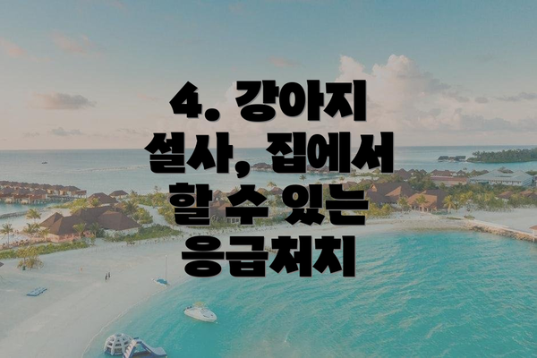 4. 강아지 설사, 집에서 할 수 있는 응급처치