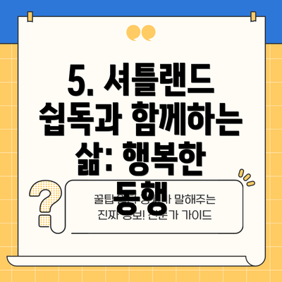 5. 셔틀랜드 쉽독과 함께하는 삶: 행복한 동행