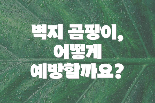 벽지 곰팡이, 어떻게 예방할까요?