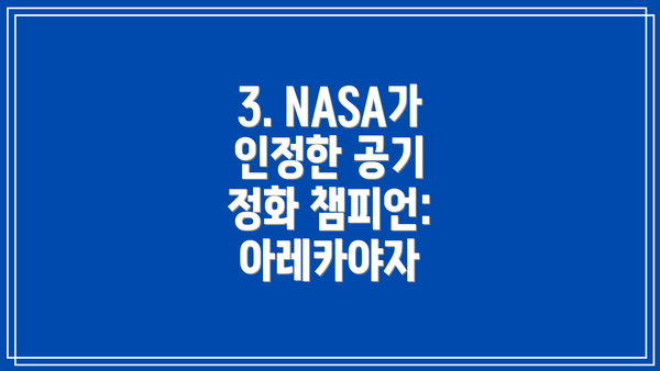 3. NASA가 인정한 공기 정화 챔피언: 아레카야자